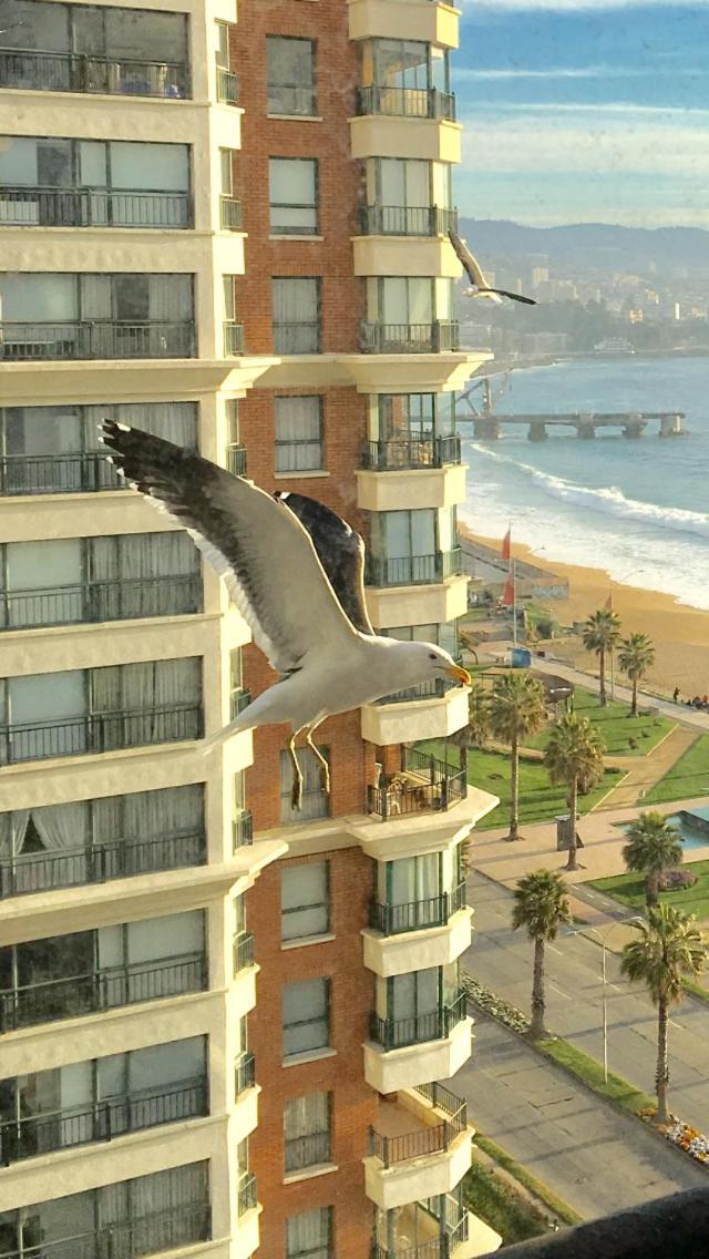Mar Mall Depto Frente Al Mar Primera Linea *